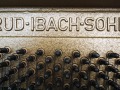 Ibach-Eiche-003