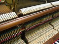Gerhardt-4727-nb-Wurzel-005
