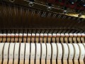 Gerhardt-4727-nb-Wurzel-006