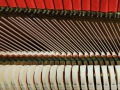 Gerhardt-4727-nb-Wurzel-007