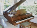 066-Schimmel-Fluegel