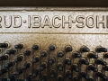 Ibach-Eiche-003