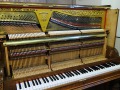 Knauss-nb-Wurzel-004