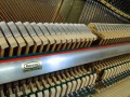 May-111-Eiche-dunkel-05