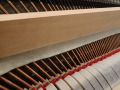 May-111-Eiche-dunkel-08
