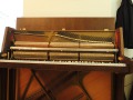 May-Eiche-dunkel-007