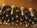 May-Eiche-dunkel-008