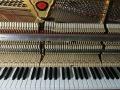 Schimmel-nb-109-008